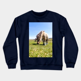 Dartmoor Pony Crewneck Sweatshirt